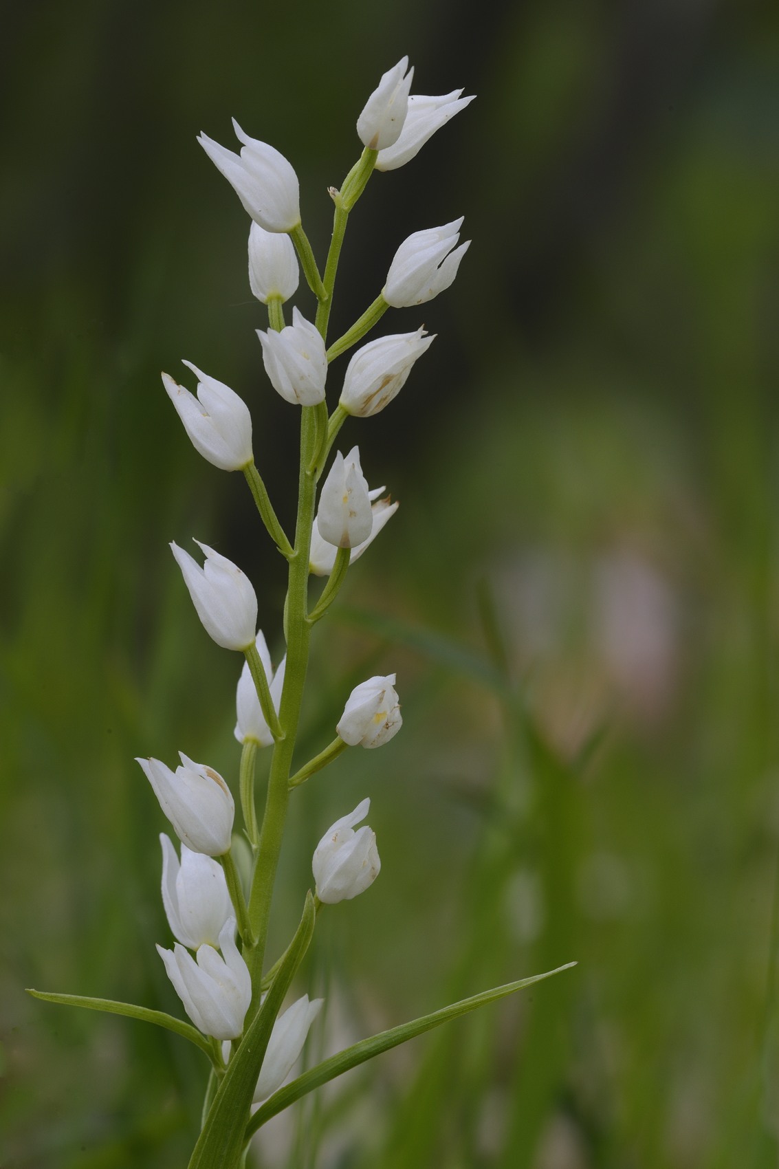 Cephalanthera longifolia